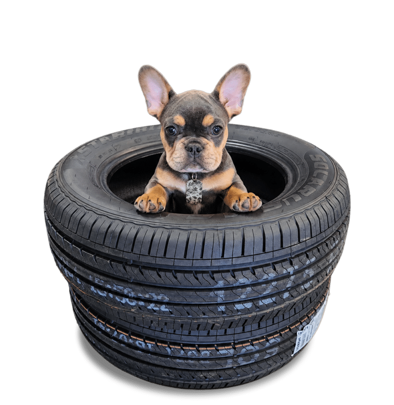 A small brown and black French Bulldog puppy sits inside a stack of three black car tires, looking up with its front paws resting on the top tire. The background is plain white.